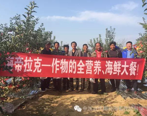 苹果树12月管理技术要点！抓紧时间看