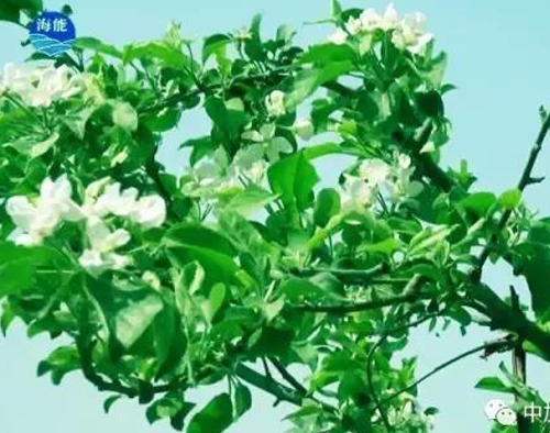 烟台午夜福利国产视频生物带你走进文登----朴实的大叔给你讲述华丽的效果