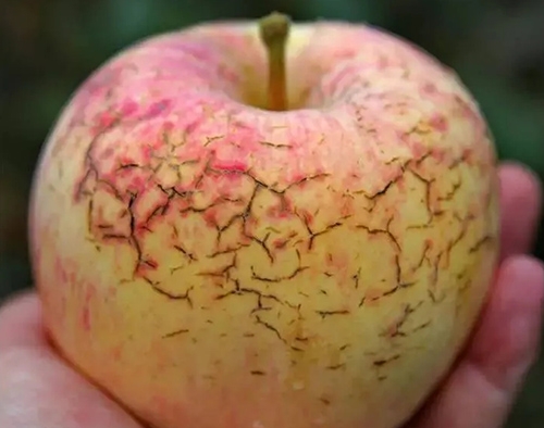 作物缺钙不要慌，午夜福利国产视频生物来帮忙