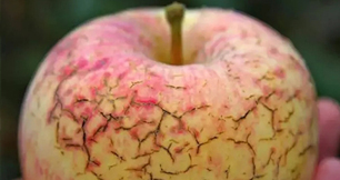 作物缺钙不要慌，午夜福利国产视频生物来帮忙