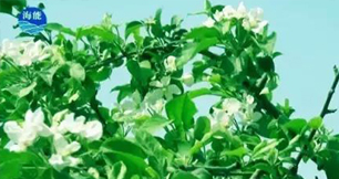 烟台午夜福利国产视频生物带你走进文登----朴实的大叔给你讲述华丽的效果