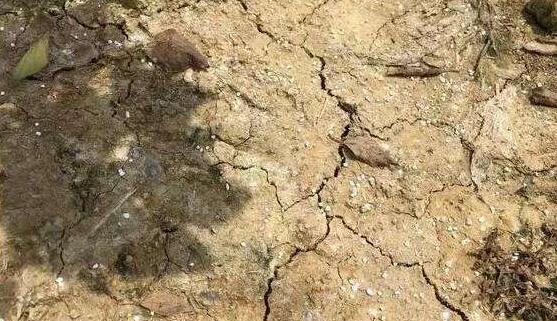 【实地探访】-----山东莱阳高品质果园管理细节及“免开沟”水肥一体化运用 【实地探访】-----山东莱阳高品质果园管理细节及“免开沟”水肥一体化运用