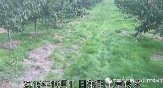 【实地探访】-----山东莱阳高品质果园管理细节及“免开沟”水肥一体化运用 【实地探访】-----山东莱阳高品质果园管理细节及“免开沟”水肥一体化运用