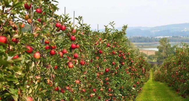 【实地探访】-----山东莱阳高品质果园管理细节及“免开沟”水肥一体化运用 【实地探访】-----山东莱阳高品质果园管理细节及“免开沟”水肥一体化运用