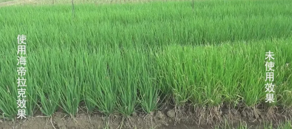 海帝拉克走进了雨中的广西柳州