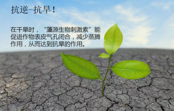 海帝拉克海藻碳的神奇功效！