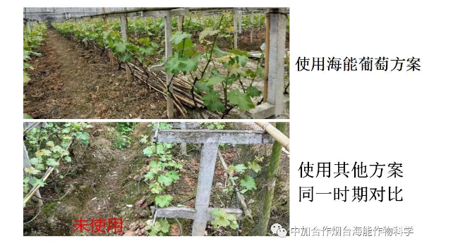 午夜福利国产视频生物高品质葡萄全程“傻瓜式”施肥方案