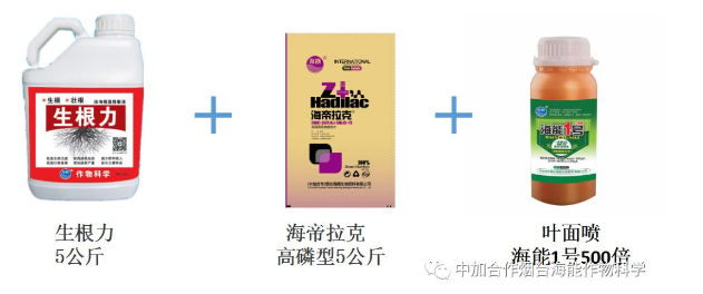 午夜福利国产视频生物高品质葡萄全程“傻瓜式”施肥方案