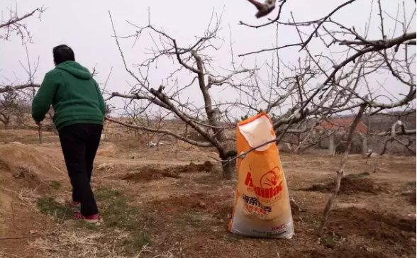 苹果树12月管理技术要点！抓紧时间看