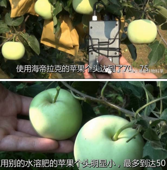 持续大旱突遇大雨侵袭果园 海帝拉克如何扭转乾坤 持续大旱突遇大雨侵袭果园 海帝拉克如何扭转乾坤