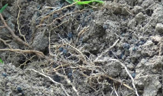 持续大旱突遇大雨侵袭果园 海帝拉克如何扭转乾坤 持续大旱突遇大雨侵袭果园 海帝拉克如何扭转乾坤