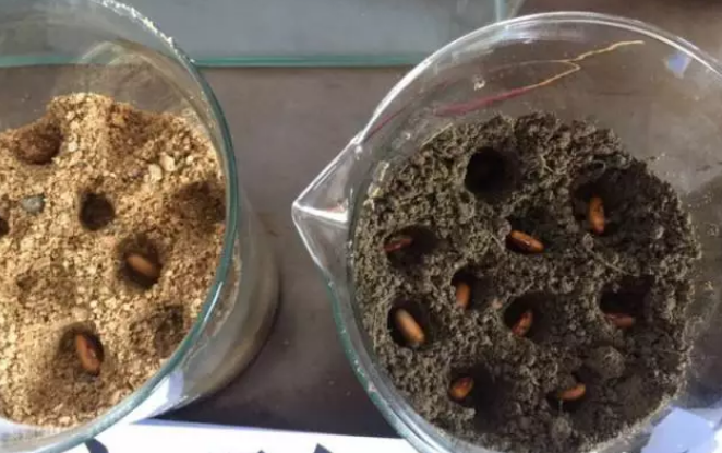 海帝拉克碳能菌剂试验报告 海帝拉克碳能菌剂试验报告