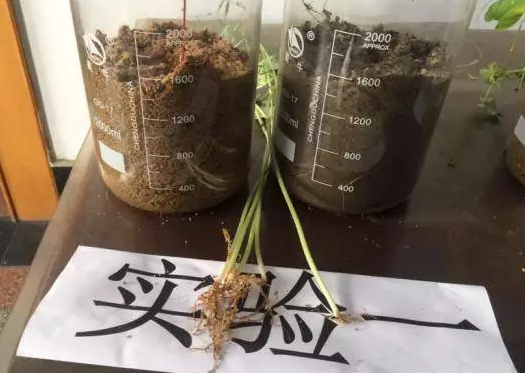 海帝拉克碳能菌剂试验报告 海帝拉克碳能菌剂试验报告