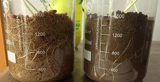 海帝拉克碳能菌剂试验报告 海帝拉克碳能菌剂试验报告
