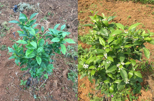 广西省柳州市柳江区长塘镇鹧鸪江村罗老板沃柑基地 广西省柳州市柳江区长塘镇鹧鸪江村罗老板沃柑基地