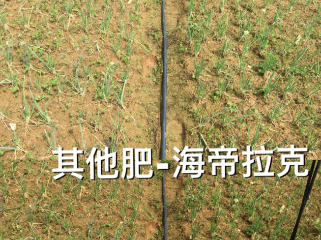 广西省柳州市柳江区柳江区六道镇梁老板香葱基地 广西省柳州市柳江区柳江区六道镇梁老板香葱基地