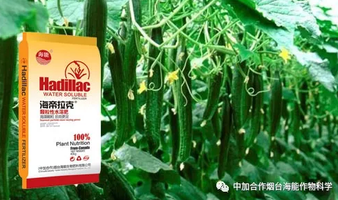 午夜福利国产视频生物黄瓜全程施肥技术