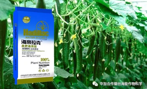 午夜福利国产视频生物黄瓜全程施肥技术