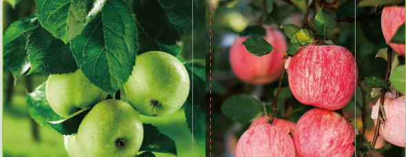 午夜福利国产视频海之星中量元素水溶肥料